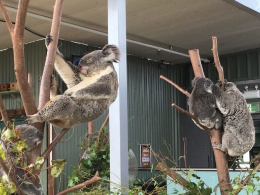 ワイルドライフ・シドニーのコアラ