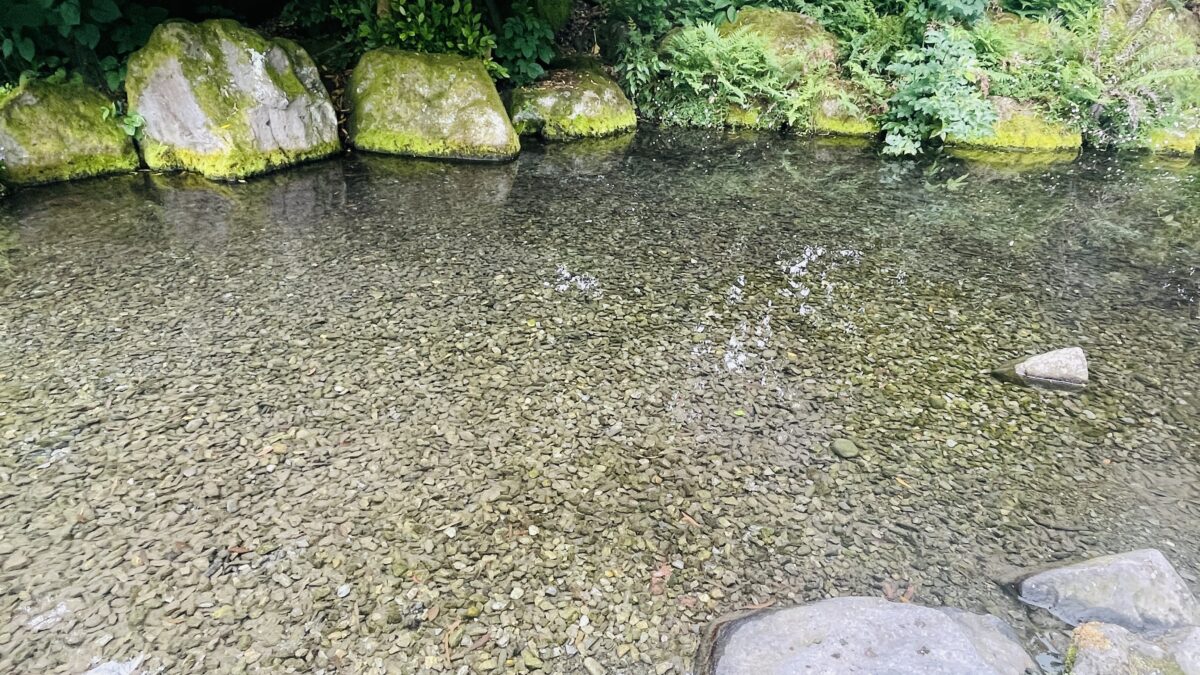 クライストチャーチのボタニカルガーデンの池
